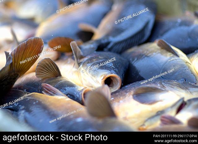 11 November 2020, Mecklenburg-Western Pomerania, Neustadt-Glewe: Freshly caught carps lie in the sorting tub when they are fished by the Lewitz fishermen at one...