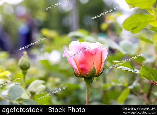 20 May 2023, Brandenburg, Cottbus: ""Forster Rosentraum"" is a rose that was bred ten years ago on the occasion of the 100th anniversary of the ""Ostdeutscher...