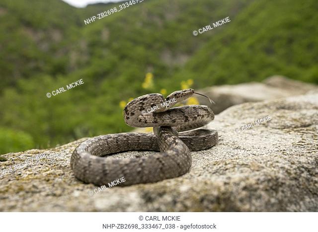 European Cat snake, Telescopus fallax, spring in Kresna gorge