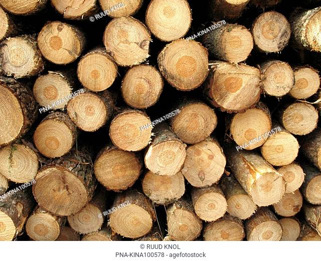 Scots Pine Pinus sylvestris - Koninklijke houtvesterij het Loo, Veluwe, Guelders, The Netherlands, Holland, Europe