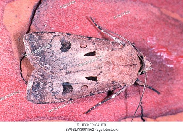 heart and dart moth Agrotis exclamationis