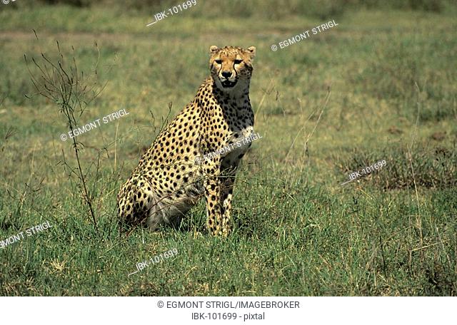 Cheetah sittig in the grassland of Serengeti National Park, Tanzania
