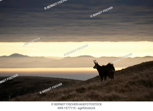Chamois (Rupicapra rupicapra), in autumn, Black Forest (Germany) in the background, Vosges, France
