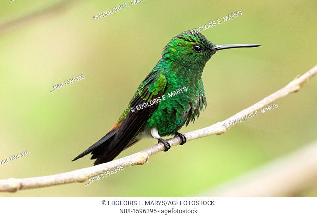 Cooper-rumped Hummingbird, Saucerottia tobaci feliciae, Amazilia Bronceada Coliazul, Venezuela