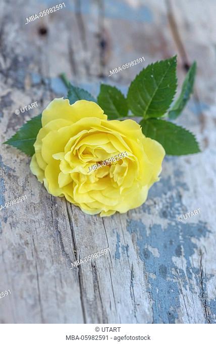 Wonderful yellow rose on old weather-beaten wooden board