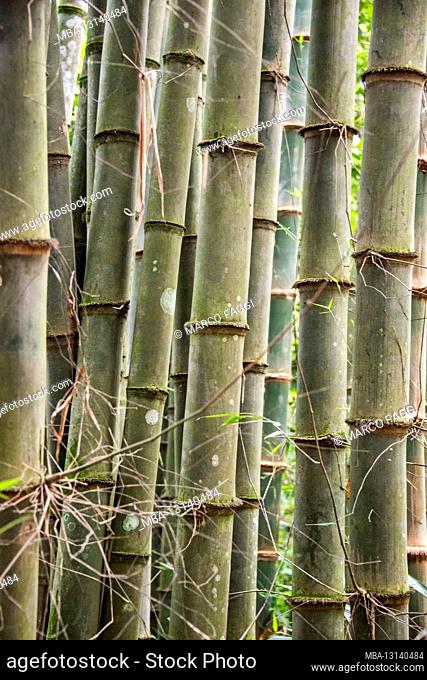 Bamboo, stalk, Mekong Delta, Vietnam