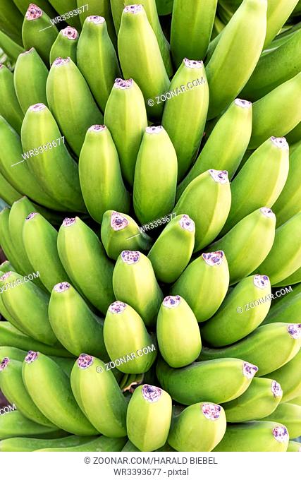 Unreife Bananen als Hintergrund