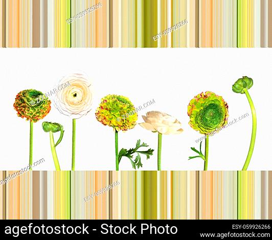Set of beautiful ranunculus flowers pale creamy and green with red edges of petals isolated on white located on stripped background