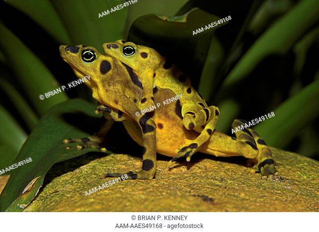 Panamanian Golden Frog (Atelopus zeteki) mating / amplexus /Montane species (335 to 1, 315 m above sea level) Endemic to Panama