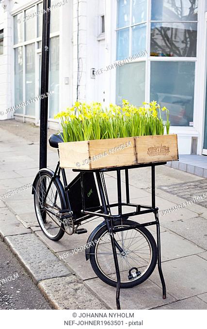 Bicycle with flowering daffodils