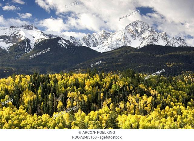 Mixed forest with Aspen and Colorado Blue Spruce in autumn San Juan Mountains Colorado USA