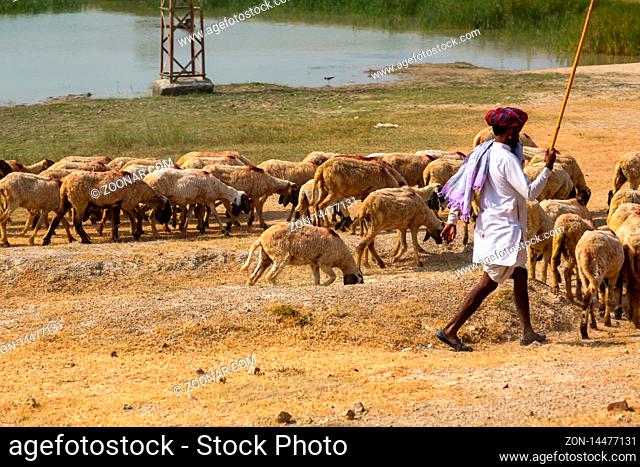 PUSHKAR, INDIA - NOVEMBER 19, 2012: Shepherd in a turban and a flock of sheep Pushkar, India