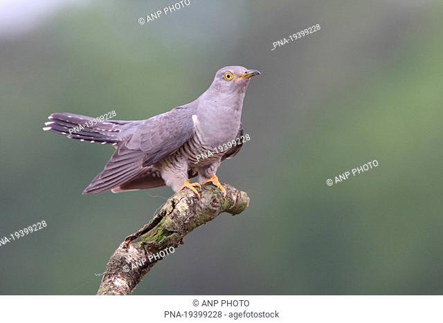 Common Cuckoo Cuculus canorus - Wierdense veld, Nijverdal, Twente, Overijssel, The Netherlands, Holland, Europe