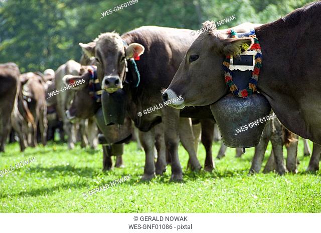 Germany, Bavaria, Allgäu, Cattle herd