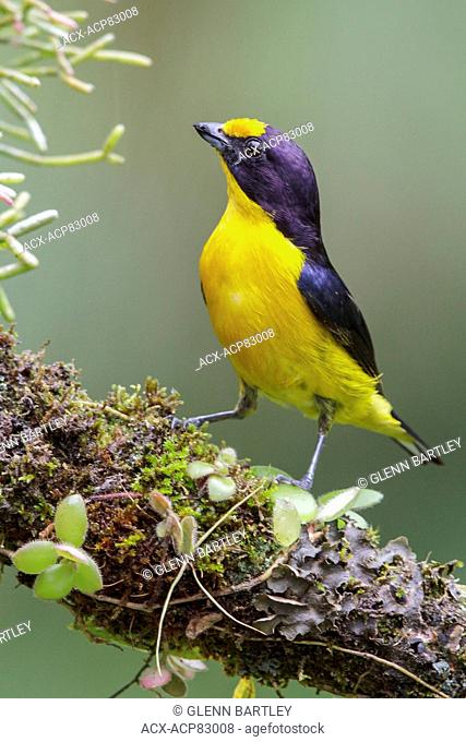 Violaceous Euphonia (Euphonia violacea) perched on a branch in the Atlantic rainforest of southeast Brazil