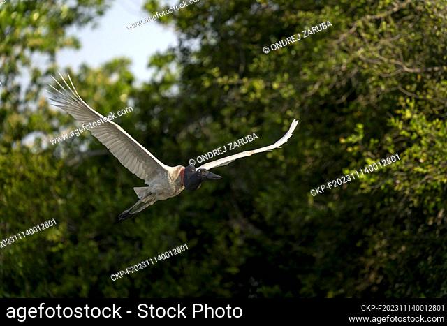 Jabiru stork in tropical Pantanal, Brasil, September 25, 2023. (CTK Photo/Ondrej Zaruba)