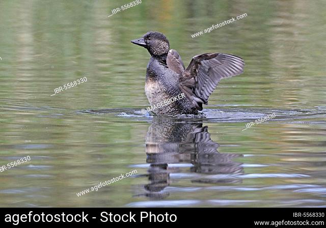 Musk duck (Biziura lobata), adult female, shaking water from wings, Western Australia, Australia, Oceania