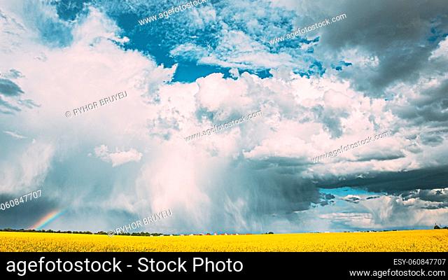 Dramatic Sky With Rain Clouds And Rainbow On Horizon Above Rural Landscape Canola Colza Rapeseed Field. Agricultural And Weather Forecast Concept