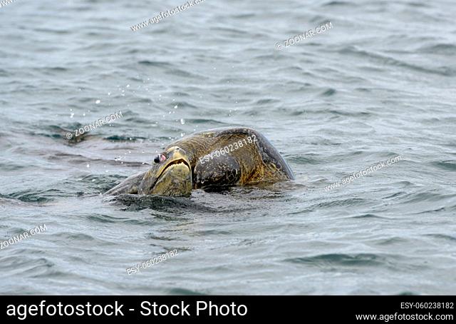 Galapagos green turtles matinf in the water (Chelonia mydas agassisi), Santiago Island, Galapagos Islands, Ecuador