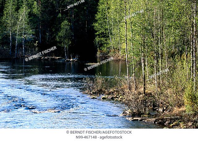 River (Joki) and birch forest with fresh green. Spring near Suomussalmi. Finland
