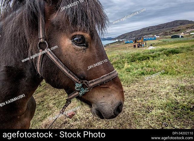Close-up of a Greenland horse (or Icelandic horse, Equus ferus caballus) with a group of people on the hillside in the background at the Brattahlid Area