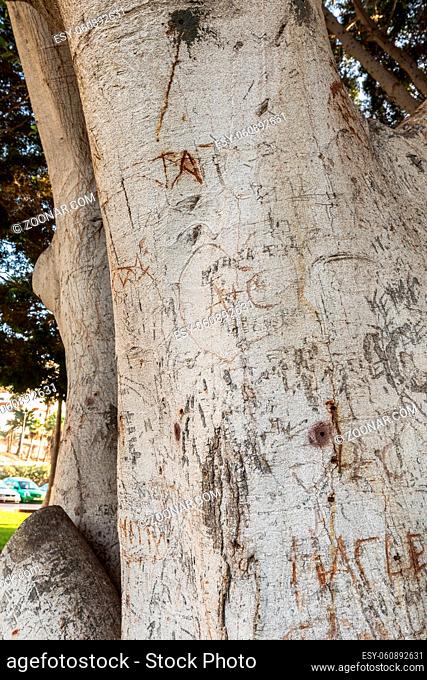 Tree stem with writings on the bark in Puerto Rico in Gran Canaria, Spain