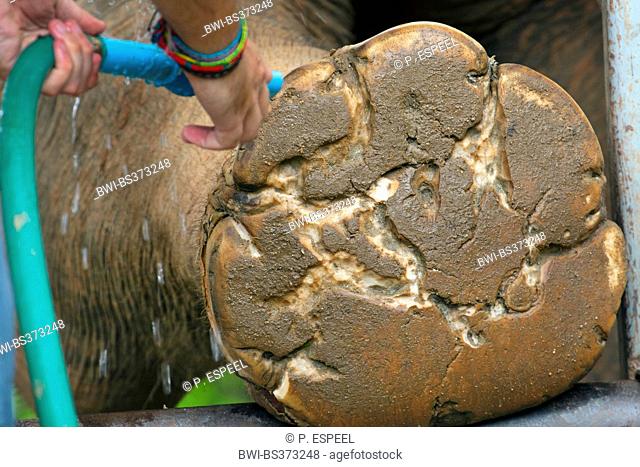 Asiatic elephant, Asian elephant (Elephas maximus), keeper cleaning the sole of an elephant foot with a waterskin, Thailand, Elephant Nature Park, Chiang Mai