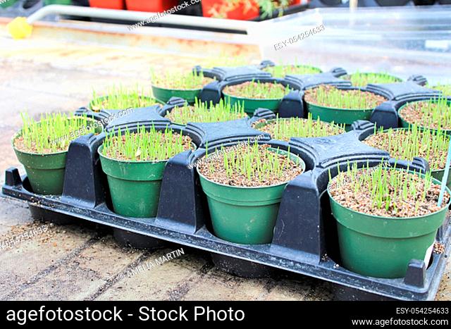 Young catgrass sprouting in green pots in a greenhouse