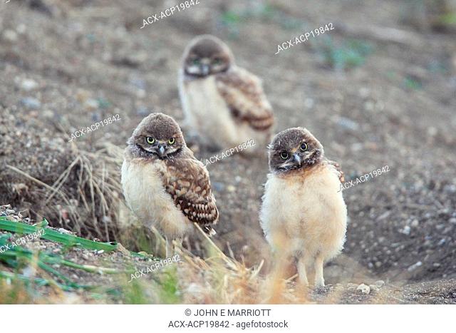 Curious Burrowing owl chicks, Saskatchewan, Canada