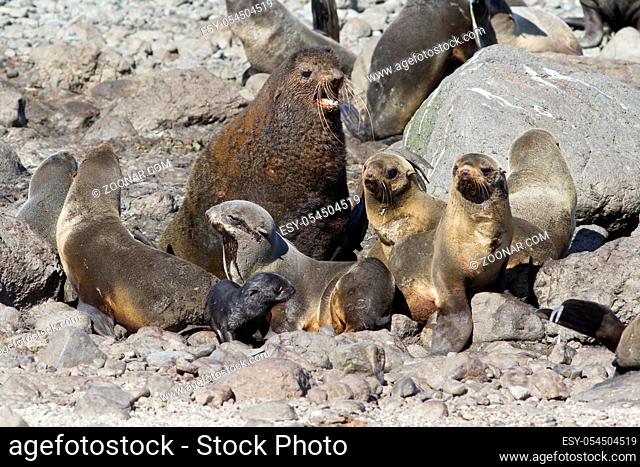 small harem is a northern fur seal on a rookery on a summer sunny day