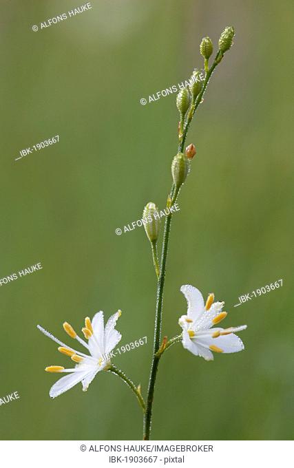 St. Bernard's Lily (Anthericum ramosum L.), Bavaria, Germany, Europe