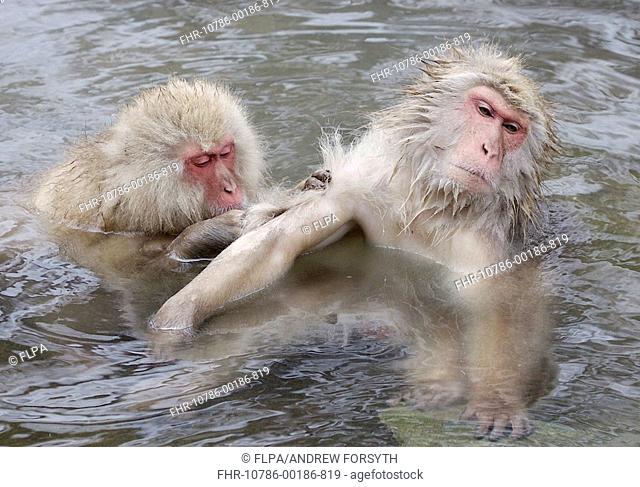 Japanese Macaque Macaca fuscata two adults, mutual grooming in hotspring, Jigokudani, Honshu, Japan