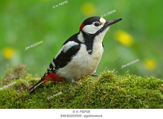 Great spotted woodpecker (Picoides major, Dendrocopos major), sitting on a mossy branch, Germany