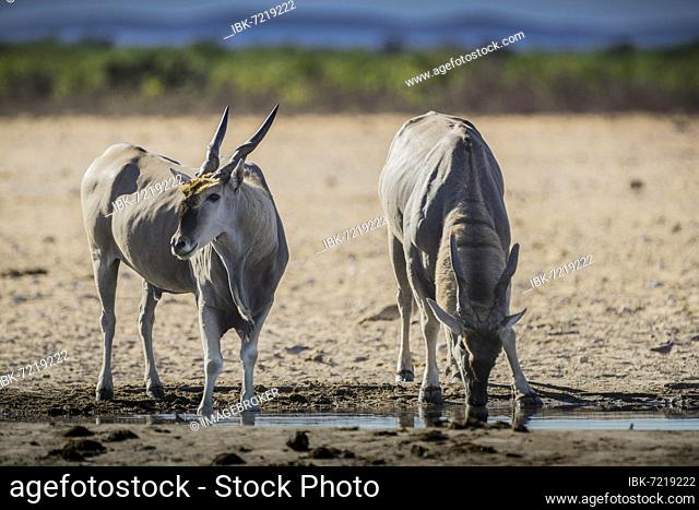 Common eland (Taurotragus oryx), two males drinking at a waterhole, Etosha National Park, Namibia, Africa