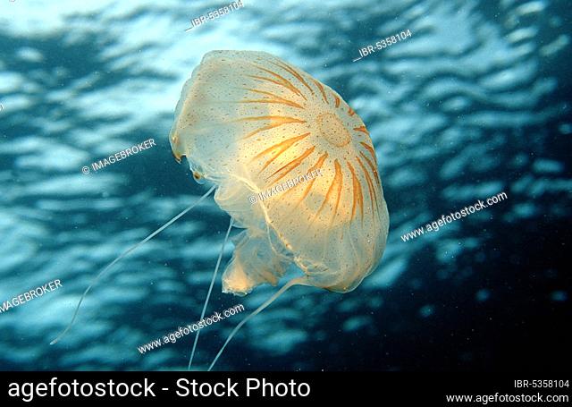 Rhizostome Jellyfish, Costa Brava, Spain (Rhizostoma pulmo)