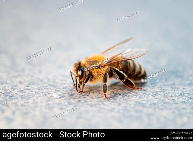 Macro of honey bee on plain background, close up view, copy space