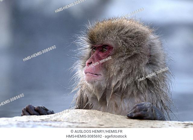 Japan, Japanese macaque or snow japanese monkey (Macaca fuscata), portrait