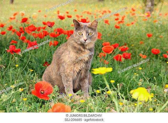Domestic cat. Adult sitting in a meadow with Poppy flowers. Spain