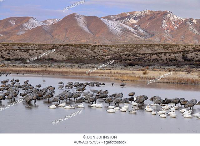Sandhill crane Grus canadensis Flock roosting in a pond, Bosque del Apache NWR, New Mexico, USA