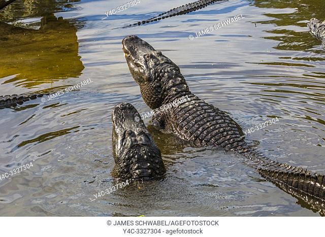 Mating display of American Alligators (Alligator mississipiensis) in St. Augustine Alligator Farm Zoological Park in St Augustine Florida in the United States