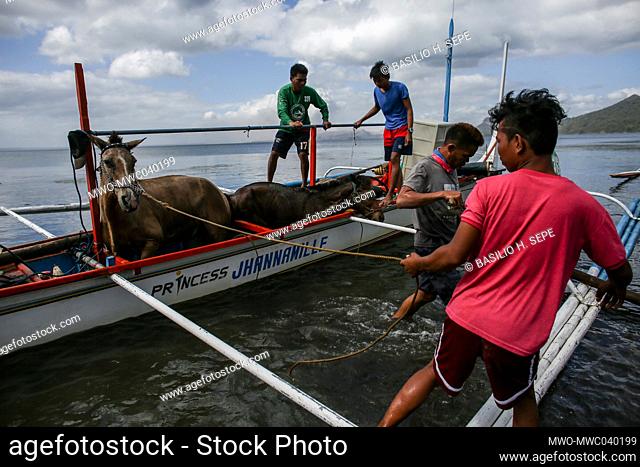 People unload horses rescued from across the lake as Taal volcano continues to spew ash and smoke In Balete, Batangas province south of Manila