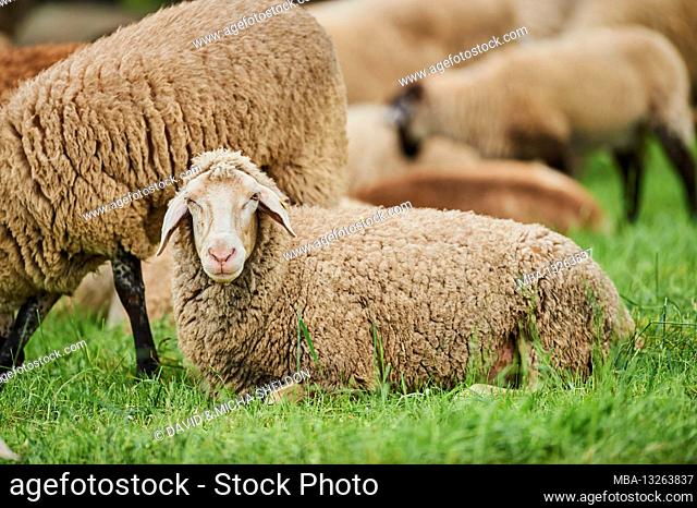 Domestic sheep, Ovis orientalis aries, meadow, lying, frontal, gaze camera