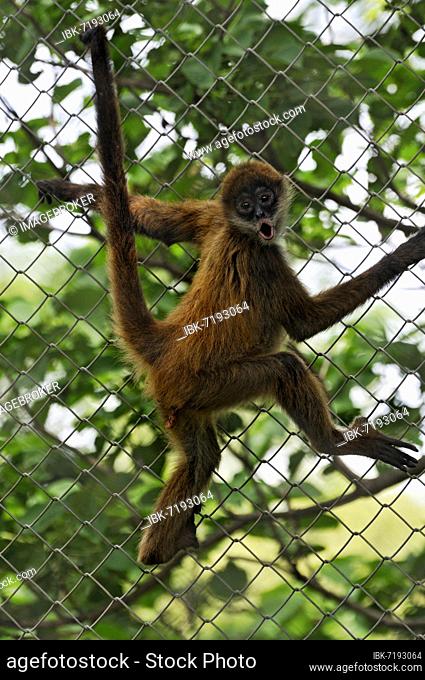 Howler monkey (Alouatta), Las Pumas, Animal Sanctuary, Guanacaste Province, Costa Rica, Central America