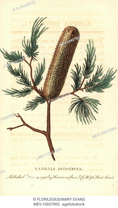 Banksia incognita, unknown species from New South Wales. Handcolored copperplate engraving from The Naturalist's Pocket Magazine, Harrison, London, 1800