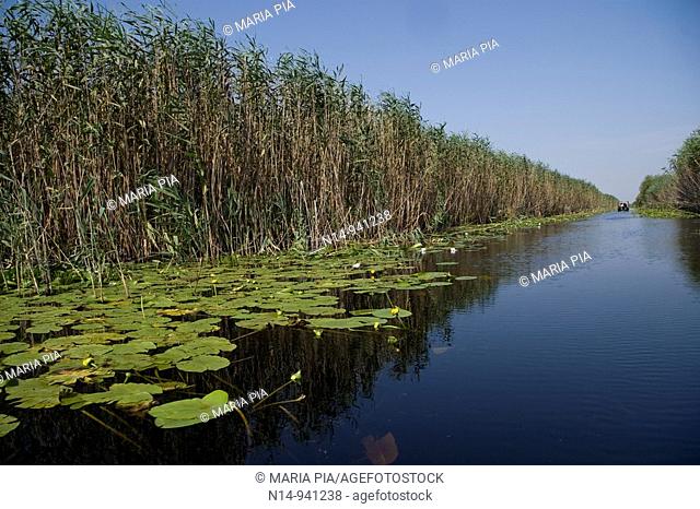 Rumania Delta del Danubio. El delta del Danubio es una zona muy importante desde el punto de vista ecológico; ya que constituye un extenso humedal utilizado por...