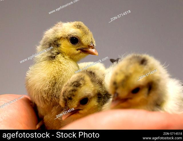 Chick on hand isolated on solid background, selective focus on standing chick