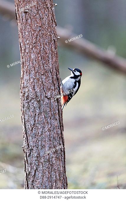 Europe, Finland, Kuhmo area, Kajaani, Great Spotted Woodpecker (Dendrocopos major), adult male