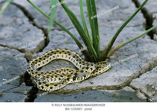 Checkered Garter Snake (Thamnophis marcianus marcianus), adult in mudcracks of dried out pond, Lake Corpus Christi, Texas, USA