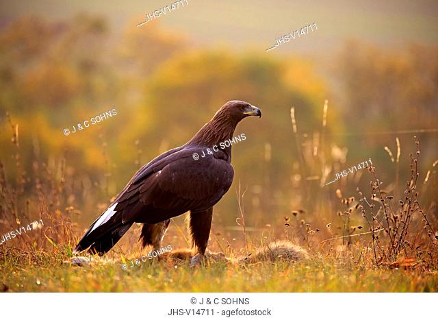 Golden Eagle, (Aquila chrysaetos), adult on ground with prey, Rimavska Sobota, Slovak Republic, Europe