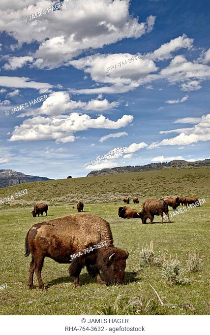 Bison Bison bison cows grazing, Yellowstone National Park, UNESCO World Heritage Site, Wyoming, United States of America, North America